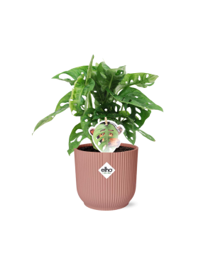 Monstera ‘Monkey Leaf’ In Elho Roze