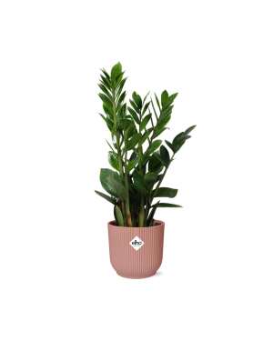 Zamioculcas In Elho Roze 45cm