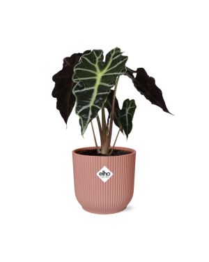 Alocasia ‘Polly’ In Elho Roze