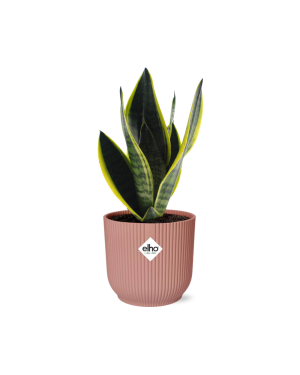Sansevieria Futura Superba In Elho Roze