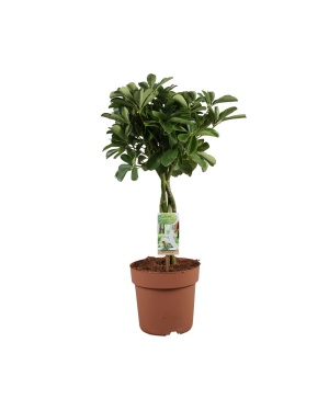 Schefflera Arboricola Nora 80cm