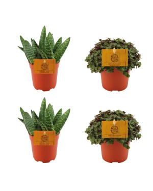 2x Aloe Paradisicum + 2x Callisia Turtle