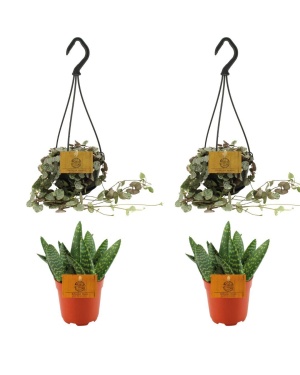 2x Aloe Paradisicum + 2x Ceropegia Woodii Variegata