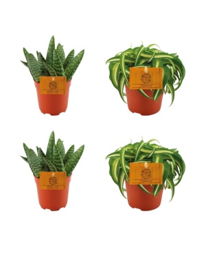 2x Aloe Paradisicum + 2x Chlorphytum Bonnie