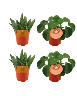 2x Aloe Paradisicum + 2x Pilea Peperomoides