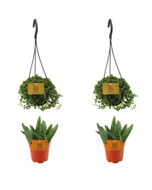 2x Aloe Paradisicum + 2x Senecio Rowleyanus