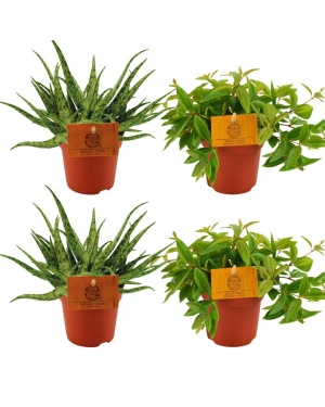 2X Aloe Spider + 2X Peperomia Ang. Rocca Vivace