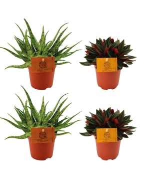 2X Aloe Spider + 2X Peperomia Rosso