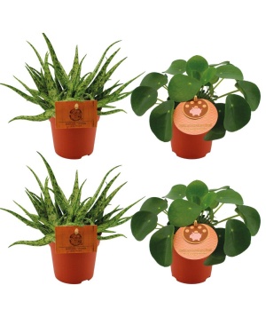 2x Aloe Spider + 2x Pilea Peperomoides