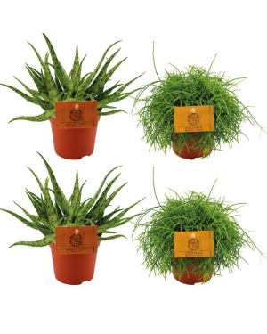 2X Aloe Spider + 2X Rhipsalis Cassutha