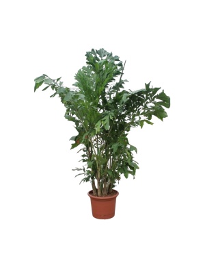 Caryota Mitis Vissenstaartpalm - 220 cm