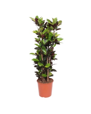 Codiaeum Iceton (Croton Iceton) - 140 cm