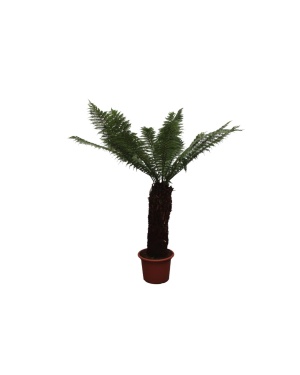 Dicksonia Antarctica - 230Cm - Ø55