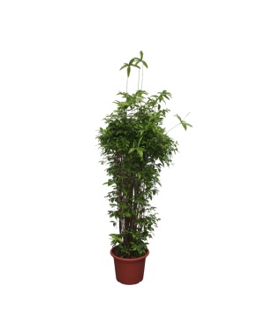 Dracaena Surculosa - 260 Cm