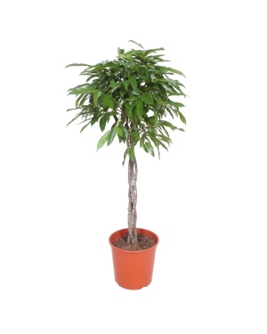 Ficus Amstel King Gevlochten Stam - 150 cm