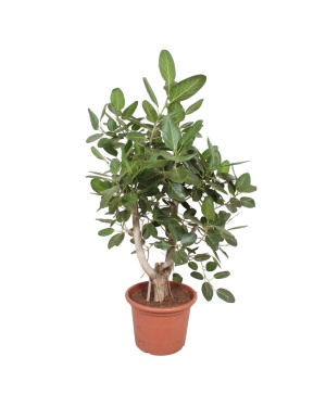 Ficus Benghalensis Vertakt - 170 cm