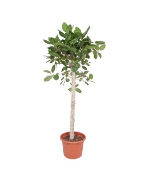 Ficus Benghalensis Boom - 180 cm