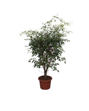 Ficus Benjamina Exotica Vertakt - 150 Cm - Ø40