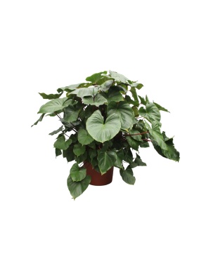 Homalomena Rubescens Maggy - 170 Cm - Ø60