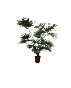 Livistona Chinensis - 200 Cm - Ø34