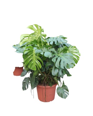 Monstera Deliciosa - 130 cm