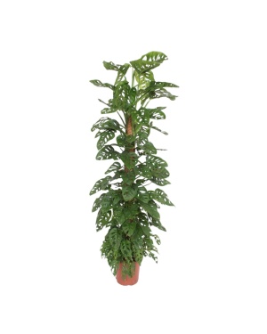 Monstera Monkey Leaf Mosstok - 180 cm