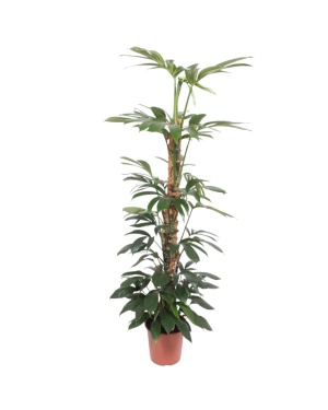 Philodendron Dragon Tail Mosstok - 150 cm