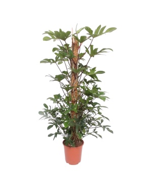 Philodendron Pedatum Mosstok - 160 cm