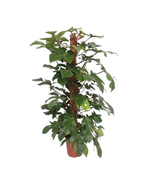 Philodendron Squamiferum Mosstok - 150 cm