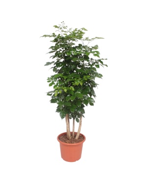Radermachera Hainanensis - 220 cm