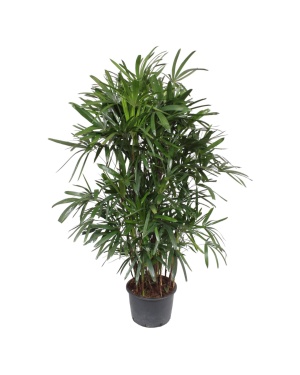 Rhapis Excelsa - 240 cm