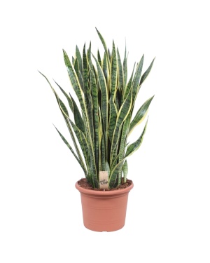 Sansevieria Laurentii - 100 cm