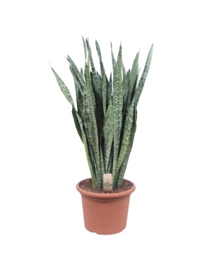 Sansevieria Zeylenica - 110 cm