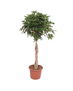 Schefflera Arboricola Compacta Gevlochten Stam - 180 cm