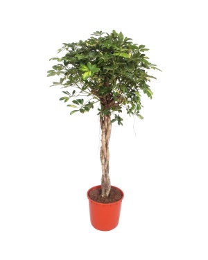 Schefflera Gold Capella Gevlochten Stam - 160 cm