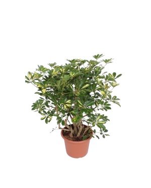 Schefflera Gold Capella Vertakt - 130 cm