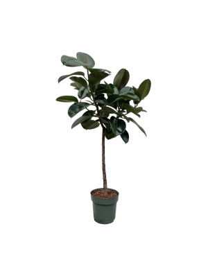 Ficus Elastica Robusta Op Stam 130 Cm