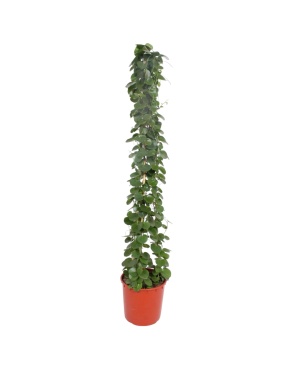 Cissus Rotundifolia Pyramide - 180 cm