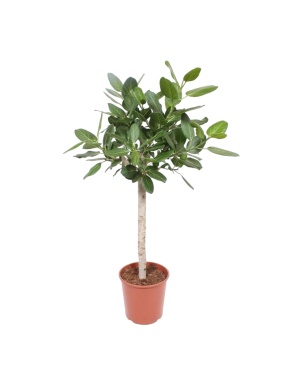 Ficus Benghalensis Op Stam - 140 cm
