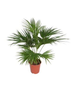 Livistona Chinensis - 150 cm