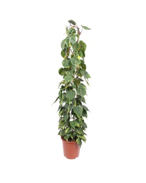 Philodendron Scandens Brasil Gaasrek - 160 cm
