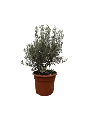 Olea Europaea Struik - 130 cm