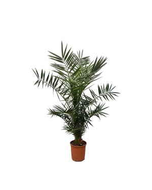 Phoenix Canariensis 130Cm
