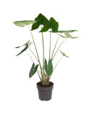 Alocasia Zebrina - 130 cm