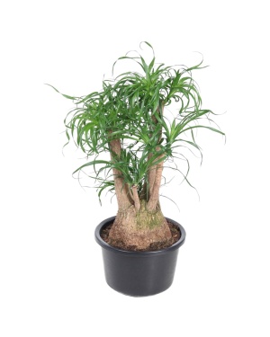 Beaucarnea Vertakt - 100 cm