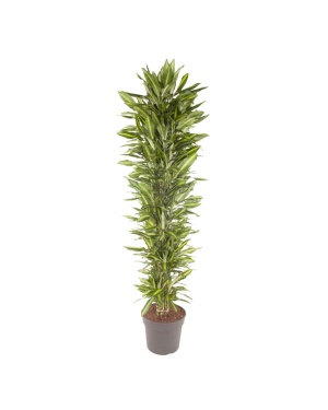 Dracaena Cintho Vertakt - 210 cm