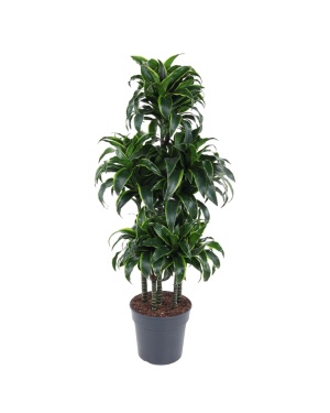 Dracaena Dorado Carrousel - 140 cm