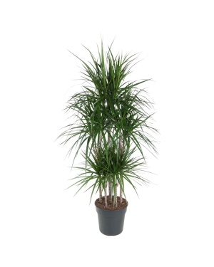 Dracaena Marginata Carrousel - 160 cm