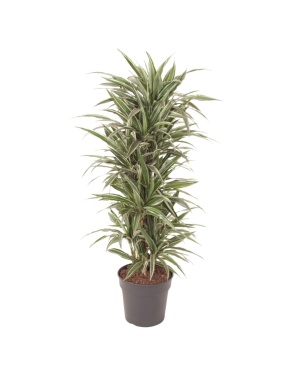 Dracaena Warneckei Vertakt - 140 cm