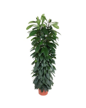 Ficus Cyatistipula Zuil - 150 cm
